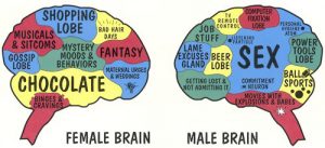 female-brain-male-brain