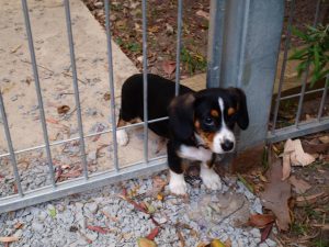 puppy-stuck-in-the-fence-big